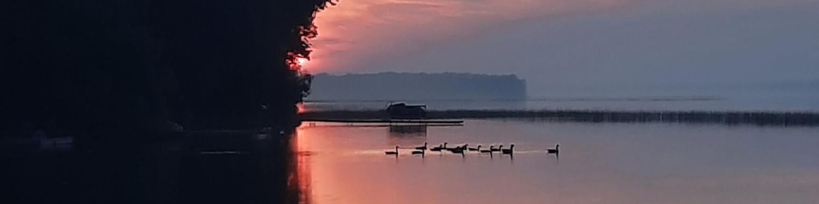 Sunset over calm lake, ducks swimming near tree-lined shore.