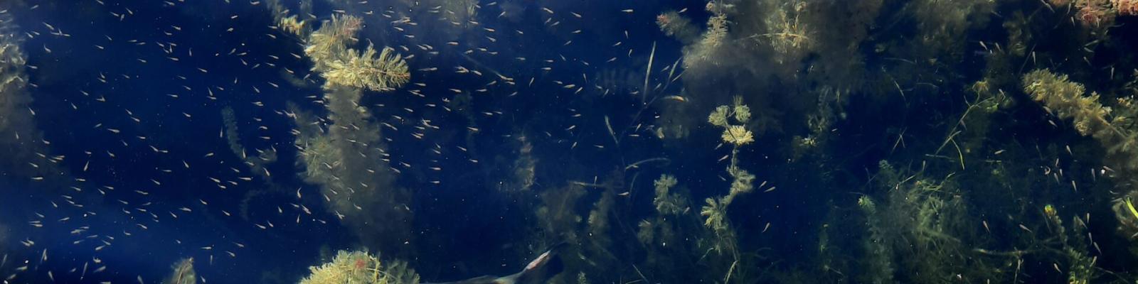 Underwater scene with fish, sunlight, and aquatic plants.