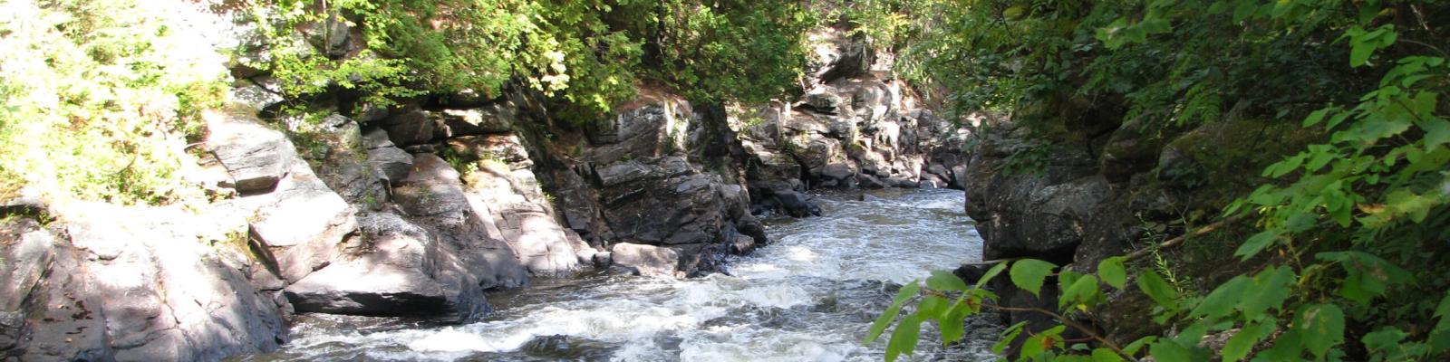 Forest stream with sunlight filtering through, surrounded by lush greenery.