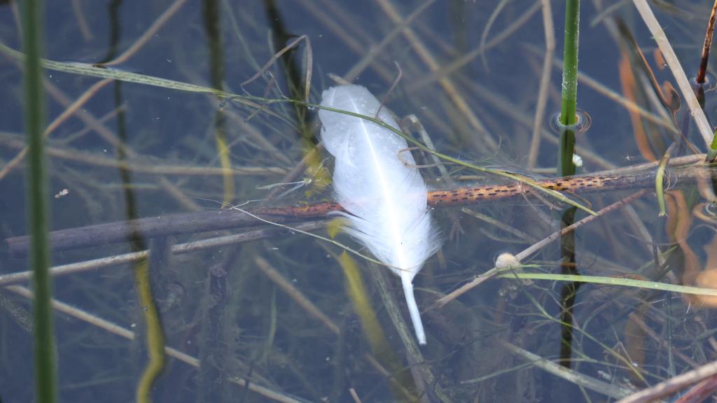 Photo of the water with a white feather floating