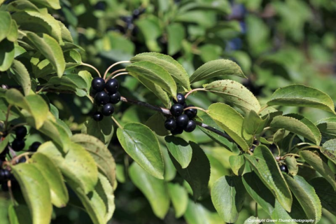 Green leaves with clusters of shiny black berries.
