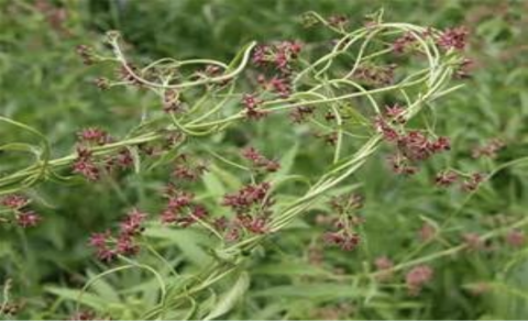 Green plant with slender stems and small pink flowers.