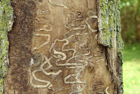 Tree bark with intricate beetle trails.