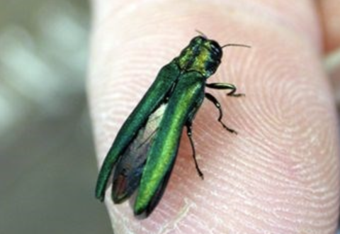 Small beetle with metallic green body, held on a fingertip.