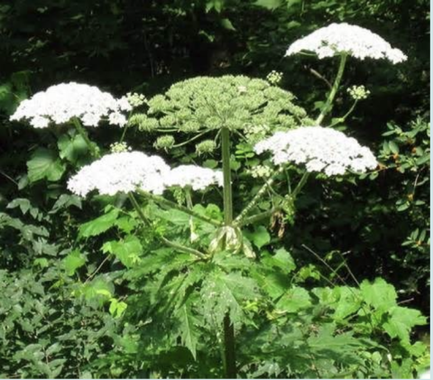 Tall plant with large white flower clusters and green leaves.