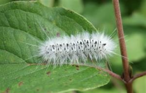 Furry white caterpillar with black markings on a green leaf.