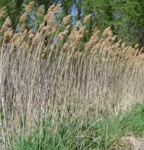 Tall grass with brown feathery tops in a green field.