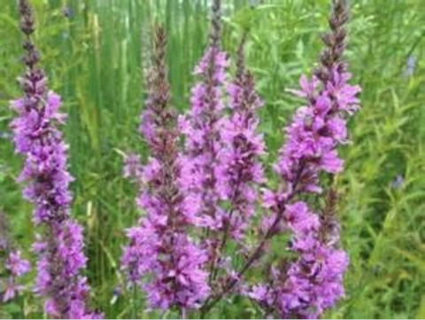 Tall purple wildflowers with grassy background.
