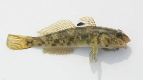 Brown fish with spotted pattern on white background.