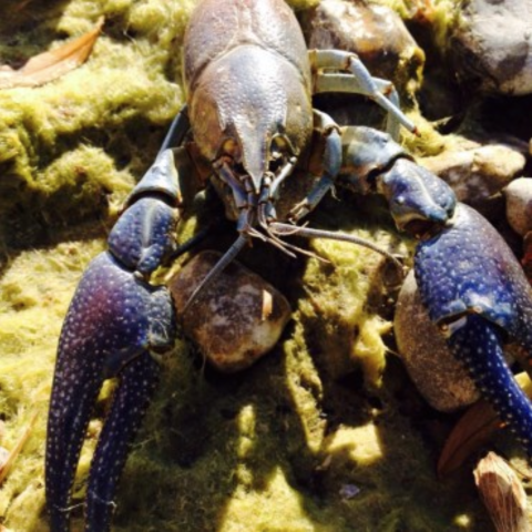 Crayfish on mossy rock, claws open.