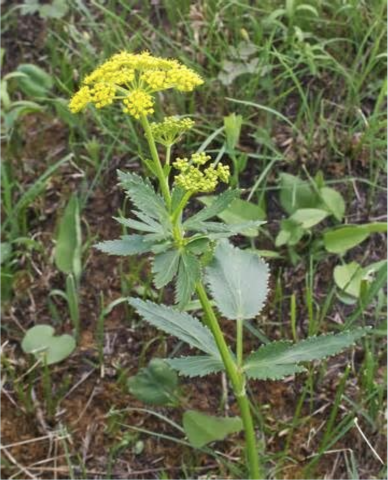 Tall leafy plant with small yellow flowers.
