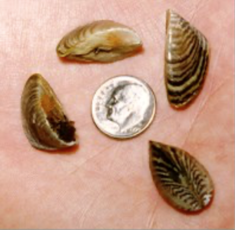 Small brown striped mussels, shown slightly bigger than a dime for comparison.