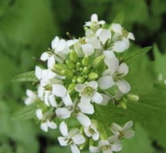 Cluster of white flowers with green leaves.